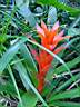 guzmania cherry.JPG